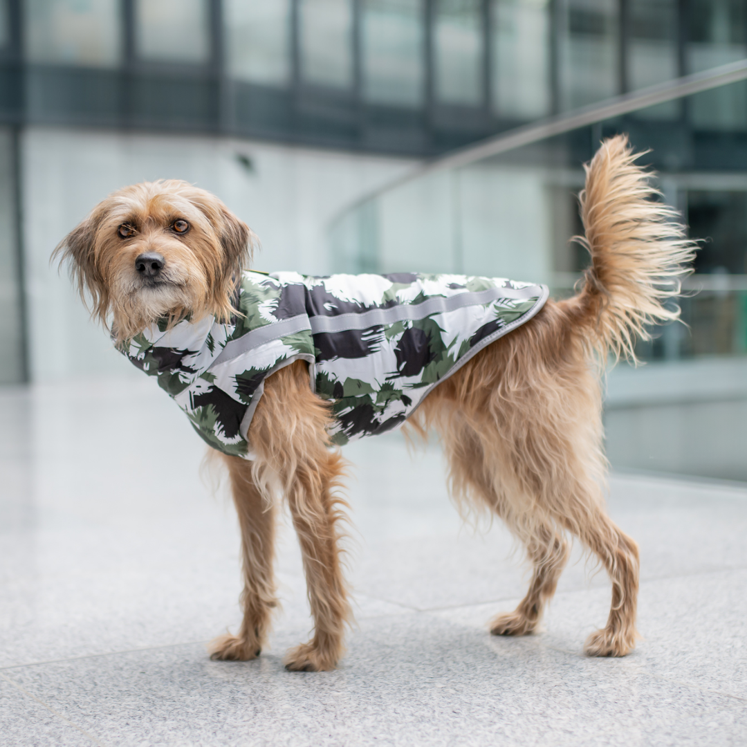 Active+ Thermo Hundemantel