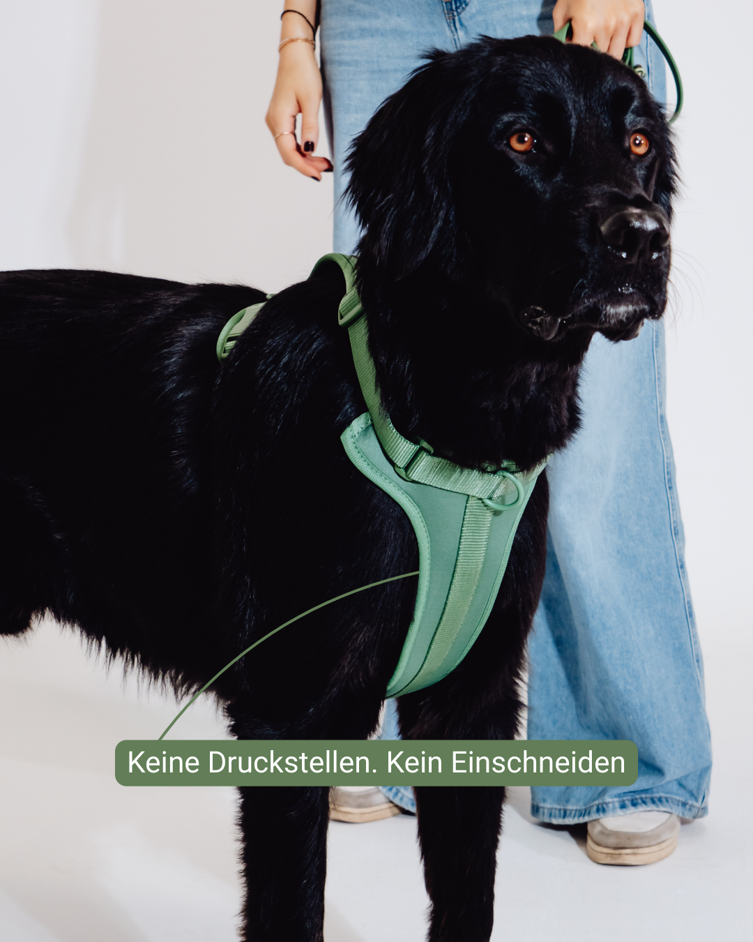 Waldpfote Velvy Geschirr Set