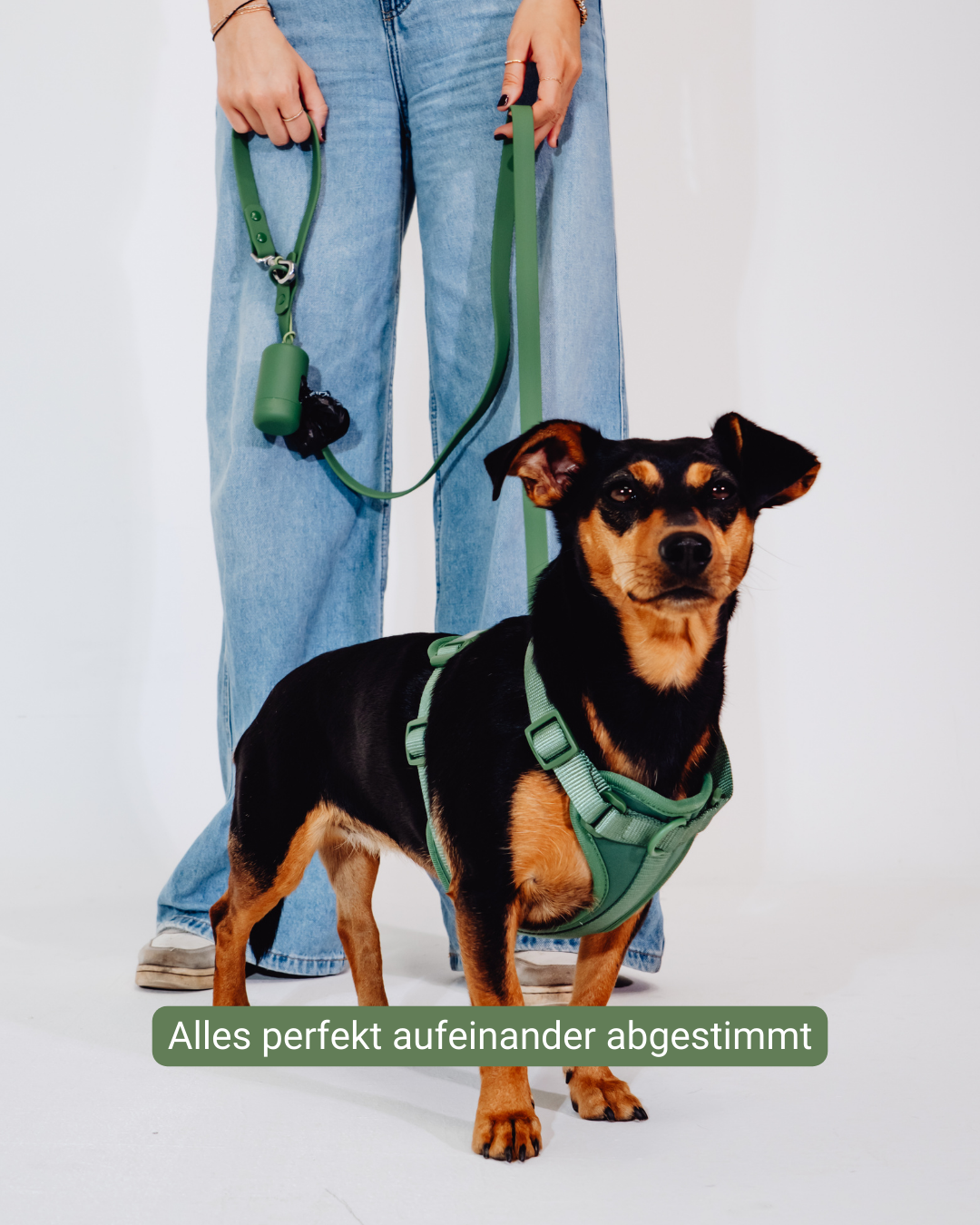 Waldpfote Velvy Geschirr Set