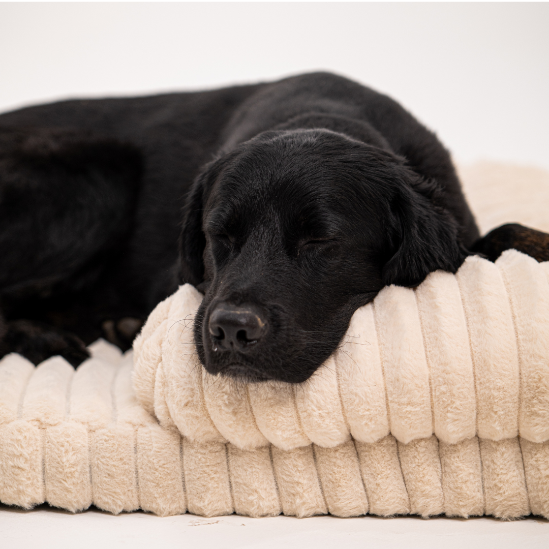 Lunero DeepSleep - orthopädisches Hundebett