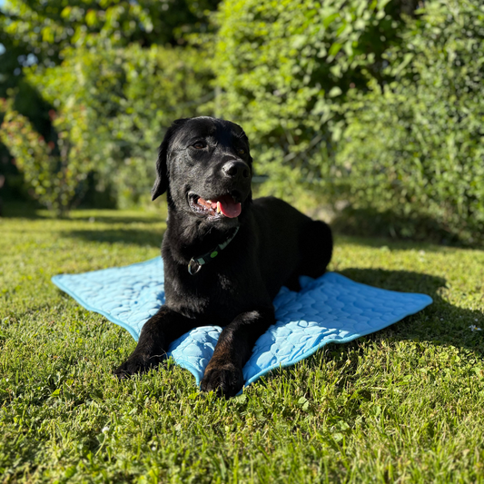 CoolingMat - Hundekühlmatte