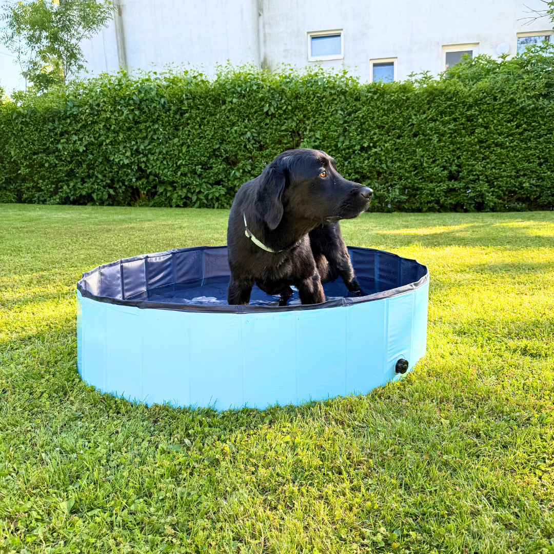 DogSplash - Hundepool